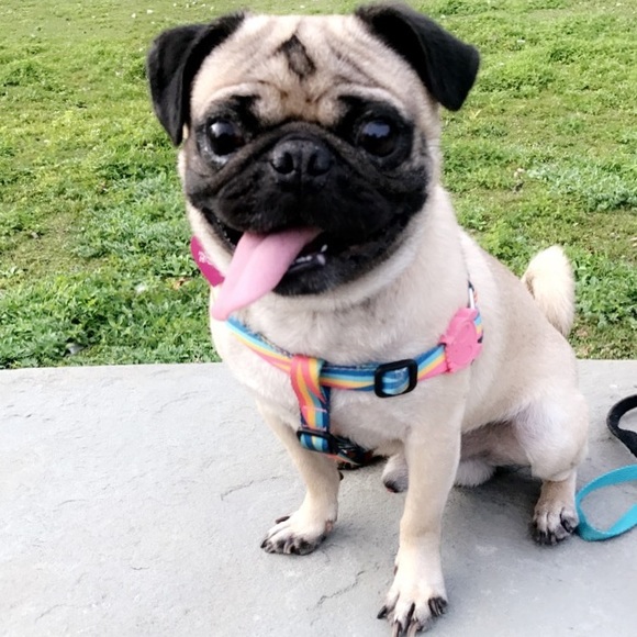 👽 welcome to Angie and Pupu's closet ✨ - Picture 7 of 8